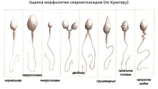 DevilsPharm.in.th - Бодибилдинг форум AnabolicShops
