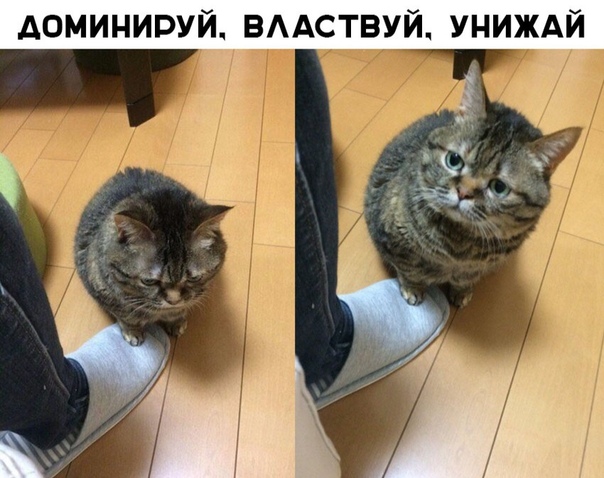 Курилка- разговоры на любые темы - Бодибилдинг форум AnabolicShops