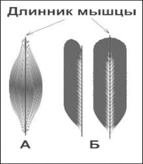 Как стать большим и сильным - Бодибилдинг форум AnabolicShops