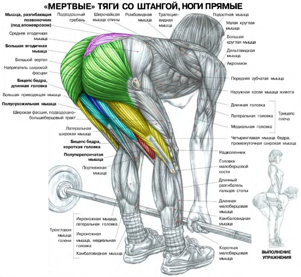Sdelaitelo.BIZ - Бодибилдинг форум AnabolicShops