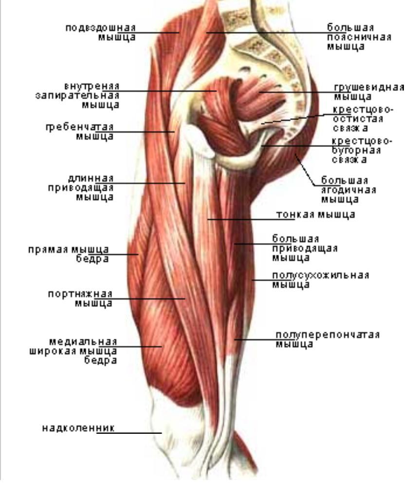 Внутренняя поверхность бедра - Бодибилдинг форум AnabolicShops