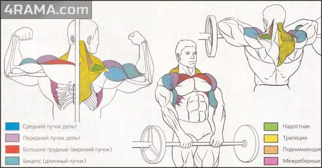 Тяга штанги к подбородку - Бодибилдинг форум AnabolicShops