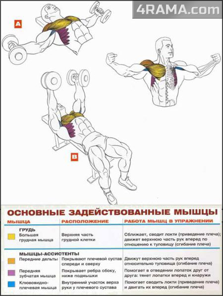 Разведение рук с гантелями лежа - Бодибилдинг форум AnabolicShops