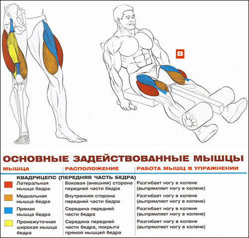 Разгибания ног в тренажере - Бодибилдинг форум AnabolicShops