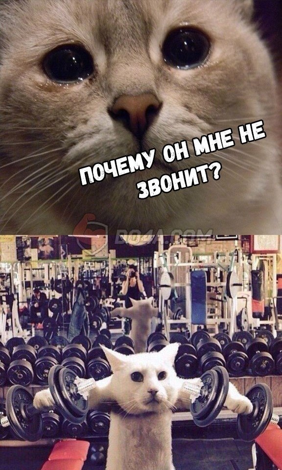 Бритиш Драгон в РФ и Украине - Бодибилдинг форум AnabolicShops
