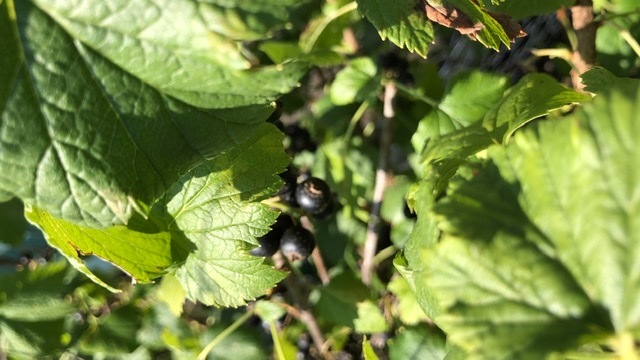 Тренболон может увеличить риск болезни Альцгеймера - Бодибилдинг форум AnabolicShops