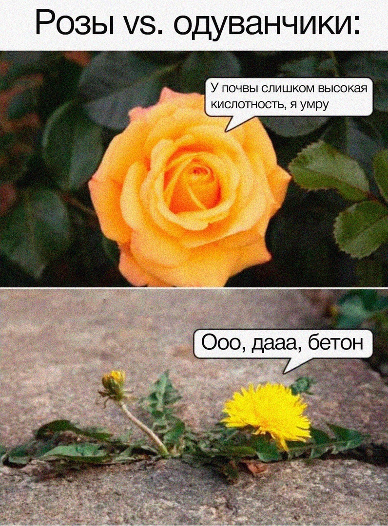 Жим, рекорд, элита и пожать четырех себя! - Бодибилдинг форум AnabolicShops