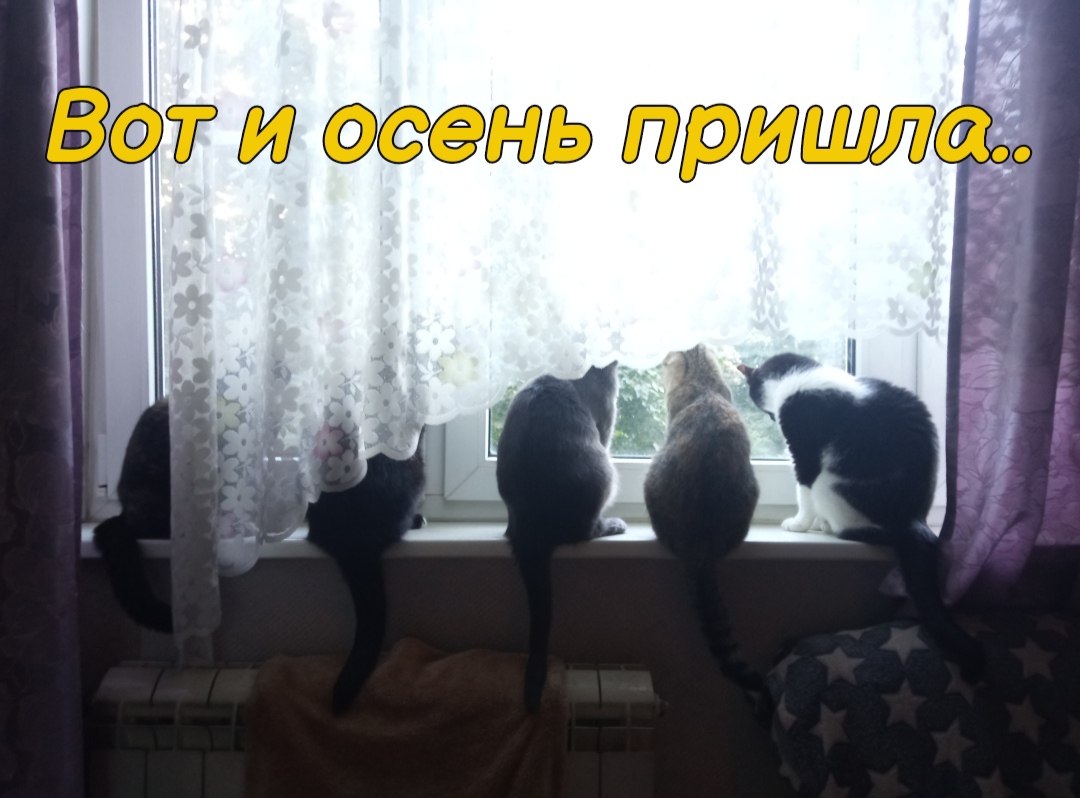 Мои домашние питомцы - Бодибилдинг форум AnabolicShops