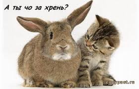 Thomas&Co - Медицинское качество. - Бодибилдинг форум AnabolicShops