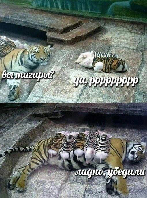 Приколюшные картинки - Бодибилдинг форум AnabolicShops