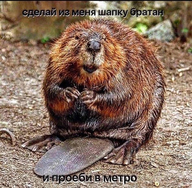 Приколюшные картинки - Бодибилдинг форум AnabolicShops