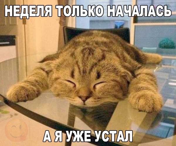 *** Лиса*** - Бодибилдинг форум AnabolicShops