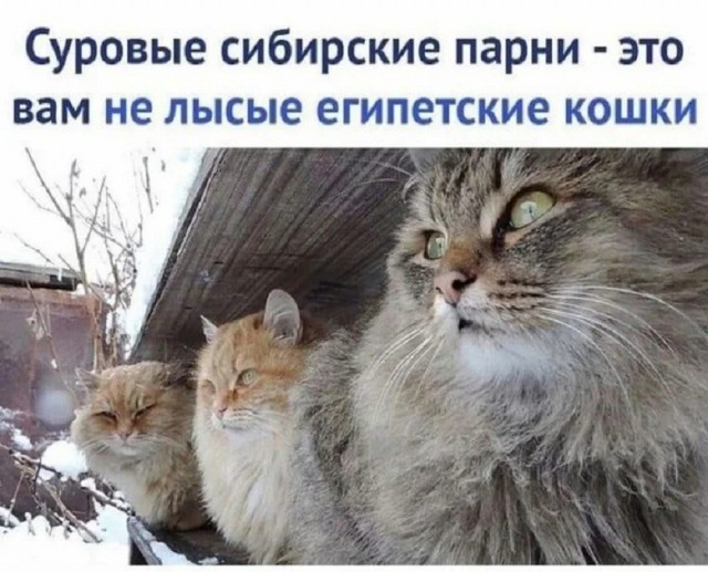Мои домашние питомцы - Бодибилдинг форум AnabolicShops