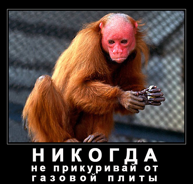 Thomas&Co - Медицинское качество. - Бодибилдинг форум AnabolicShops