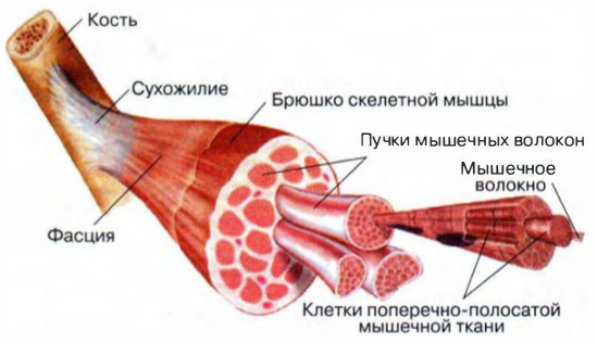 Как накачаться - Руководство к действию для новичка (ты устанешь это читать) - Бодибилдинг форум AnabolicShops