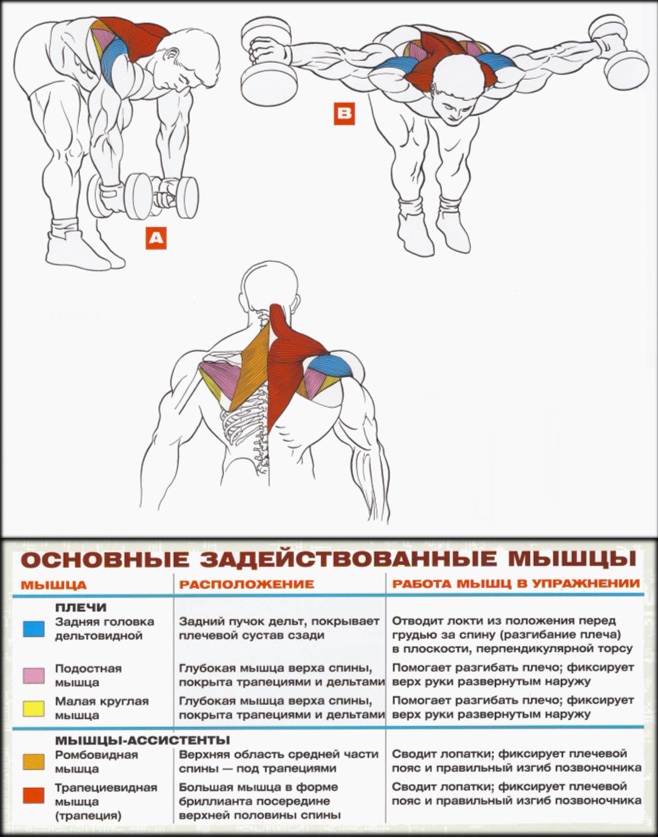 Задние дельты: полная проработка - Бодибилдинг форум AnabolicShops