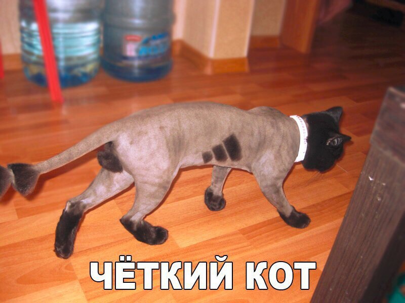 Курилка- разговоры на любые темы - Бодибилдинг форум AnabolicShops