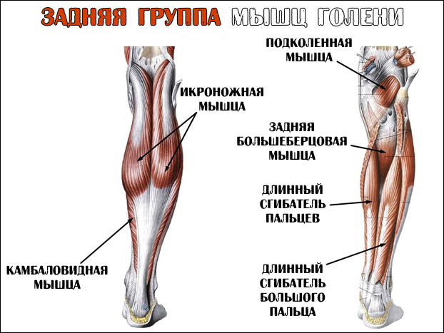 Подготовка на осень 2017г - Бодибилдинг форум AnabolicShops