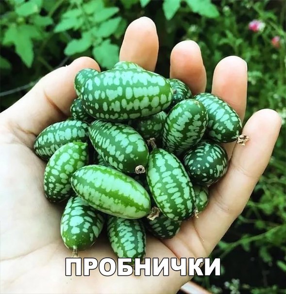 Аутор, Уася, КрасссаучеГ! - Бодибилдинг форум AnabolicShops