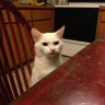 Angry Cat