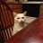Angry Cat